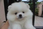 Quality White Pomeranian Pup Mka - Pomeranian Dog