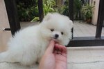 Quality White Pomeranian Pup Mka - Pomeranian Dog