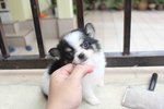 Tw Breed Long Coat  Chihuahua Pup - Chihuahua Dog