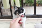 Tw Breed Long Coat  Chihuahua Pup - Chihuahua Dog