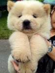 Cream Chow Chow Imported Champion  - Chow Chow Dog