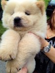 Cream Chow Chow Imported Champion  - Chow Chow Dog