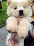 Cream Chow Chow Imported Champion  - Chow Chow Dog