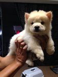 Cream Chow Chow Imported Champion  - Chow Chow Dog