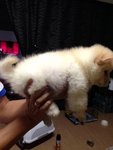 Cream Chow Chow Imported Champion  - Chow Chow Dog