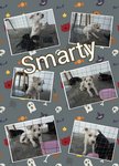 Smarty  - Mixed Breed Dog