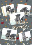 Sweety  - Mixed Breed Dog