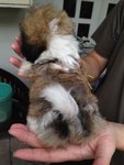 Shih Tzu Black White Brown - Shih Tzu Dog