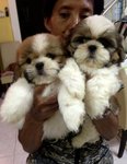 Shih Tzu Black White Brown - Shih Tzu Dog