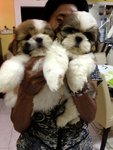 Shih Tzu Black White Brown - Shih Tzu Dog