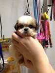 Shih Tzu Black White Brown - Shih Tzu Dog