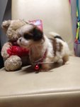Shih Tzu Black White Brown - Shih Tzu Dog