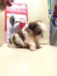 Shih Tzu Black White Brown - Shih Tzu Dog