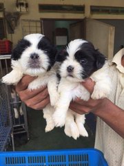 Shih Tzu Black White Brown - Shih Tzu Dog