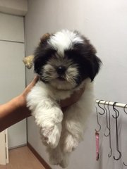 Shih Tzu Black White Brown - Shih Tzu Dog
