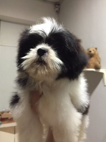 Shih Tzu Black White Brown - Shih Tzu Dog
