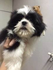 Shih Tzu Black White Brown - Shih Tzu Dog