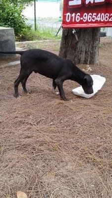 Xiao Hei （小黑） - Mixed Breed Dog