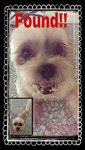 PF51147 - Shih Tzu Dog