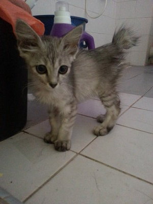 Grey  - Domestic Medium Hair Cat