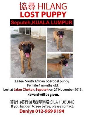 Eetee Lost In Seputeh, Please Help! - Boerboel Dog