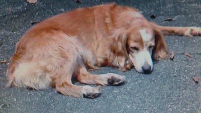 Creme-creme - Cocker Spaniel Dog