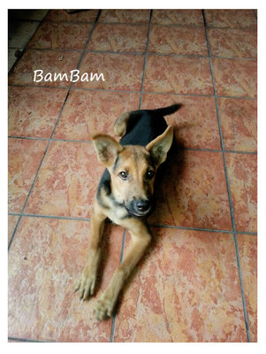 Bambam - Mixed Breed Dog