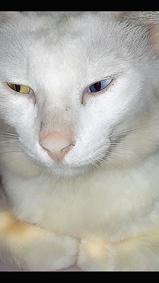 Iroh The Odd Eye Turkish Angora  - Turkish Angora Cat