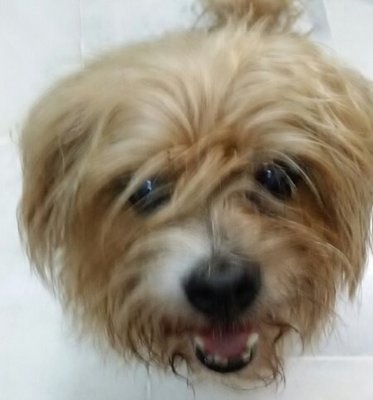 Found In Usj - Reunited With Owners - Silky Terrier Dog