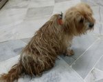 Found In Usj - Reunited With Owners - Silky Terrier Dog