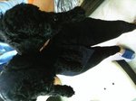 Pure Black Poodle - Poodle Dog