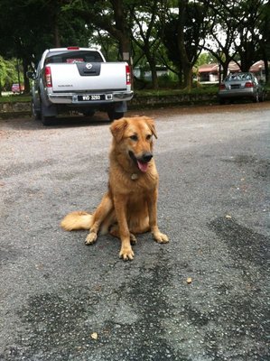 Yoyo With 3c (Calm Cute &amp; Charming) - Golden Retriever Mix Dog