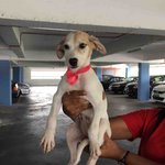 Tina - Mixed Breed Dog