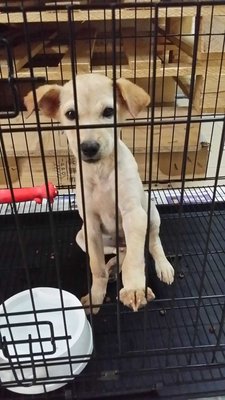 Labby - Labrador Retriever Mix Dog