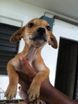 Mel, Mimi &amp; Mona - Dachshund Mix Dog