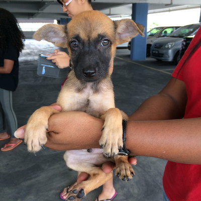 Rocco, Brave, Tyson &amp; Tim - Boerboel Mix Dog