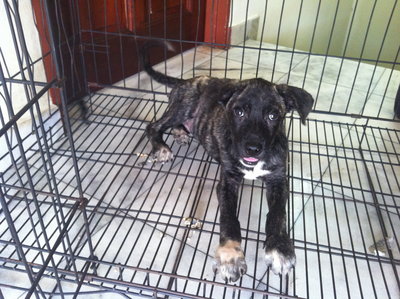 Tigger - Adopted! - Pit Bull Terrier Mix Dog