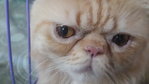 Scott - Persian Cat