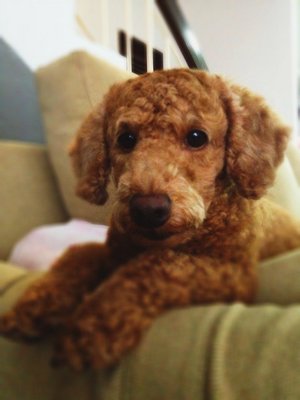 Brownie - Poodle Dog