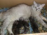 Baby with her babies