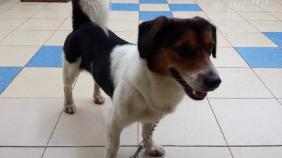 PF51259 - Mixed Breed Dog