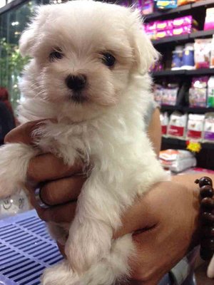 Maltese - Father Imported Line - Maltese Dog