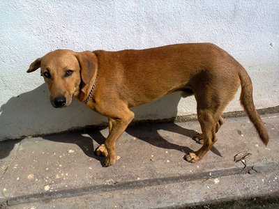 Brownie - Labrador Retriever Mix Dog