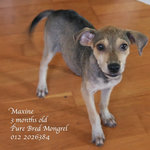 Roxanne &amp; Maxine - Mixed Breed Dog