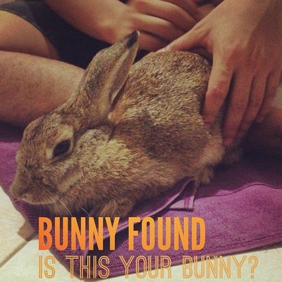 The Brown Bunny - American Rabbit