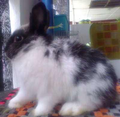 Nd Rabbit - Netherland Dwarf Rabbit