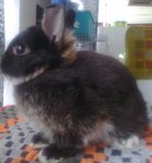 Nd Rabbit - Netherland Dwarf Rabbit