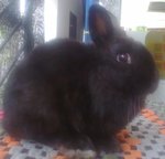 Nd Rabbit - Netherland Dwarf Rabbit