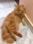 Garfield (Bukit Antarabangsa) - Domestic Long Hair Cat