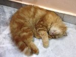 Garfield (Bukit Antarabangsa) - Domestic Long Hair Cat